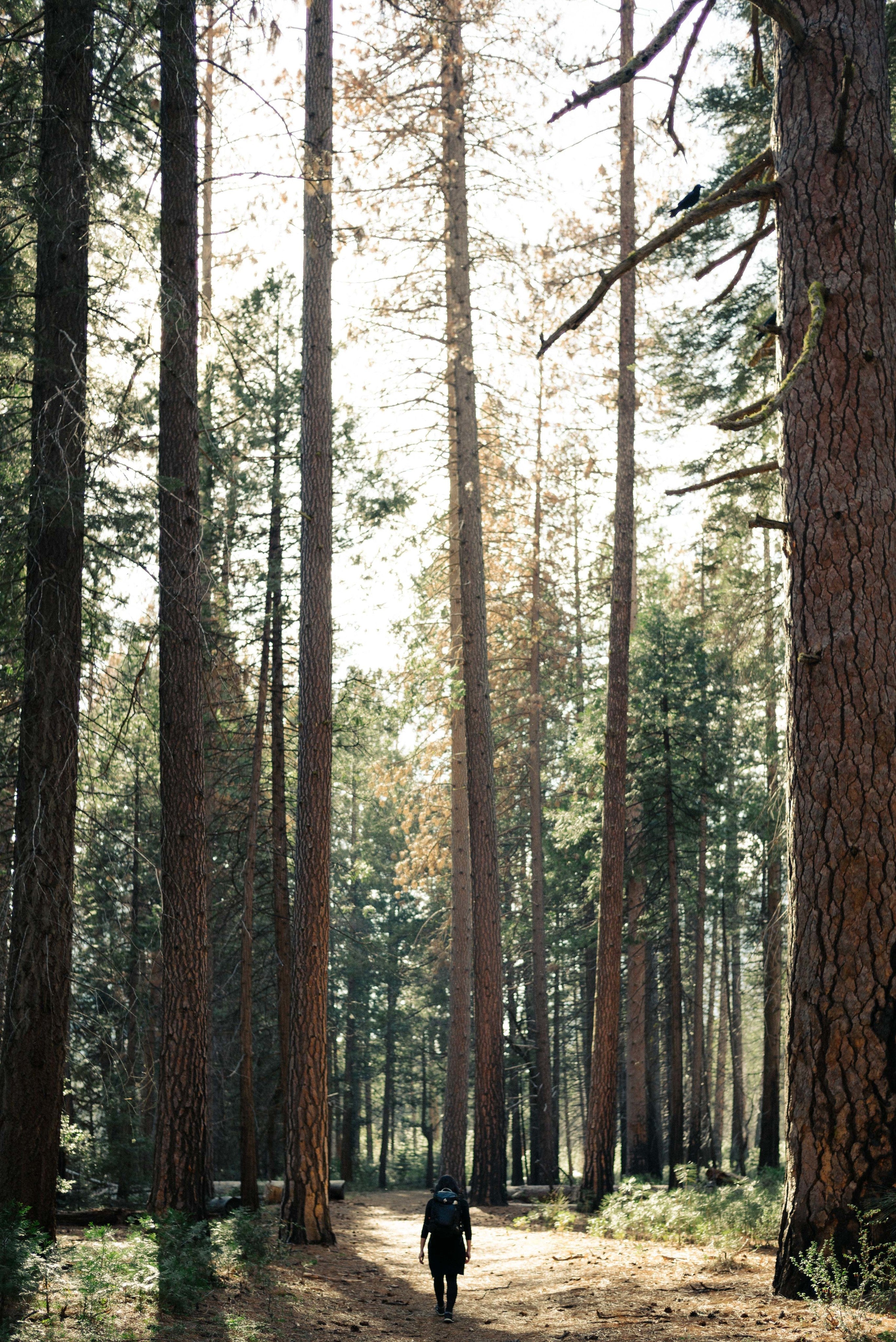 foret avec de grands arbres et une personne qui marche seule