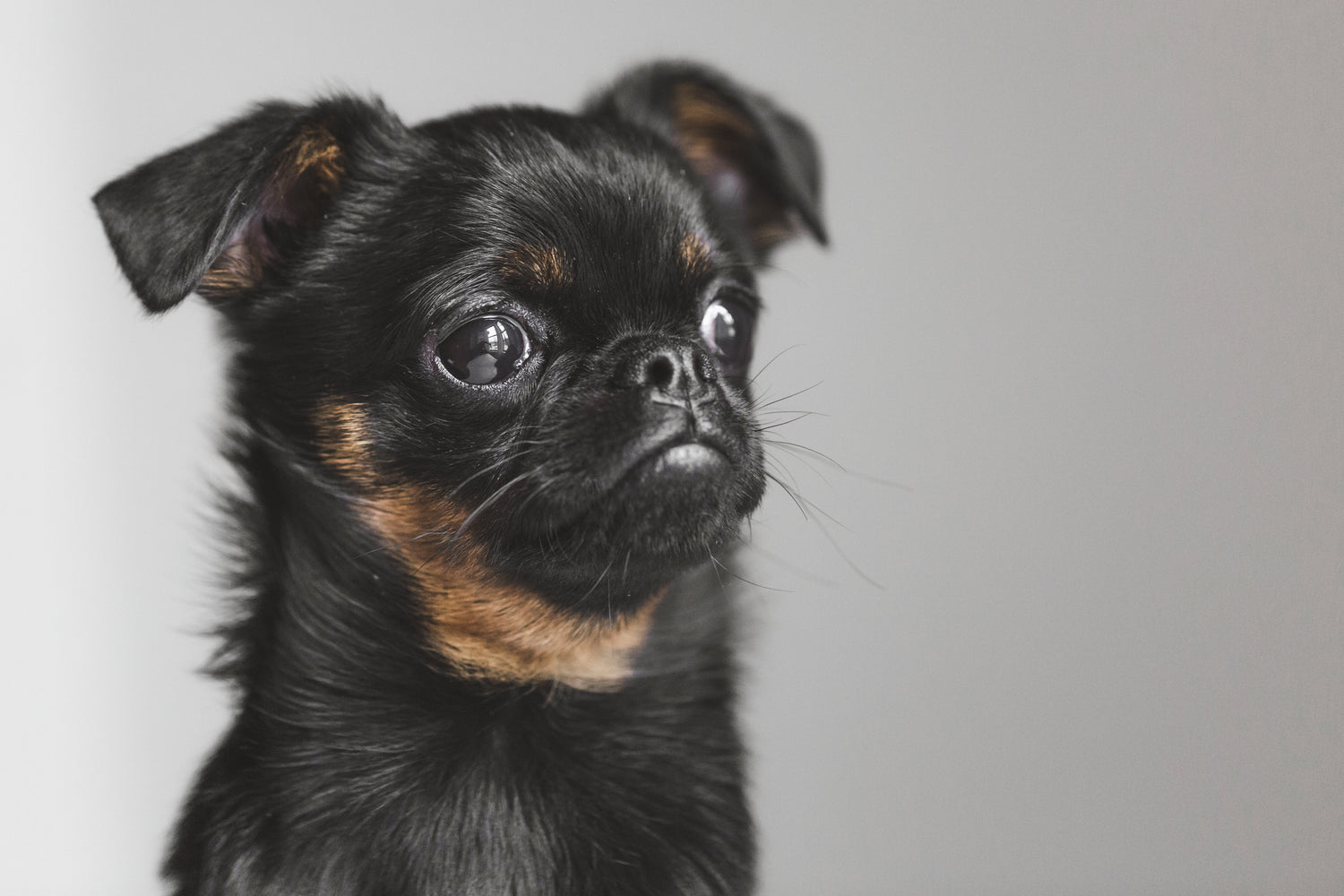 petit chien noir sur fond gris