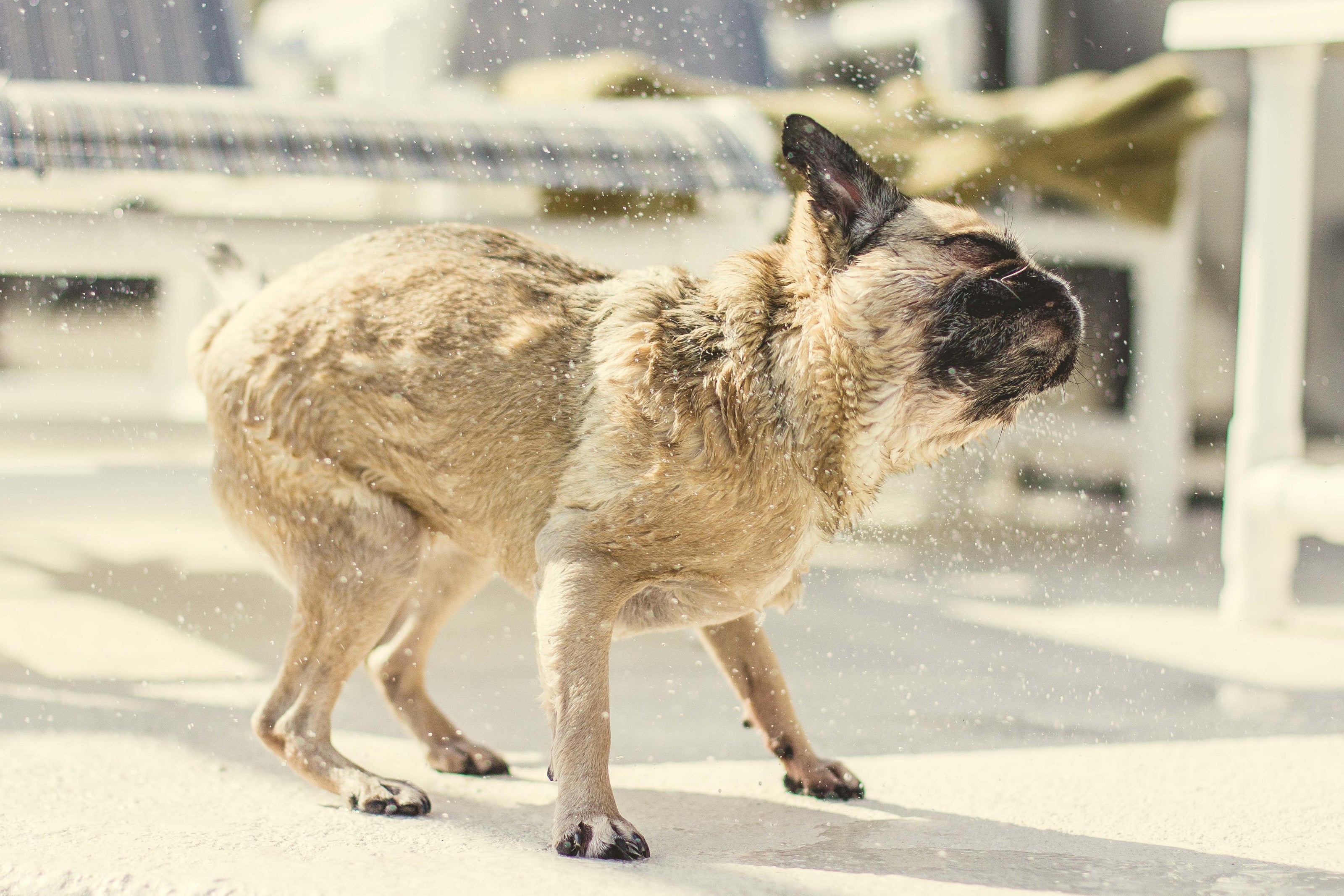 chien qui se secoue sur une terrasse pour enlever l'eau 